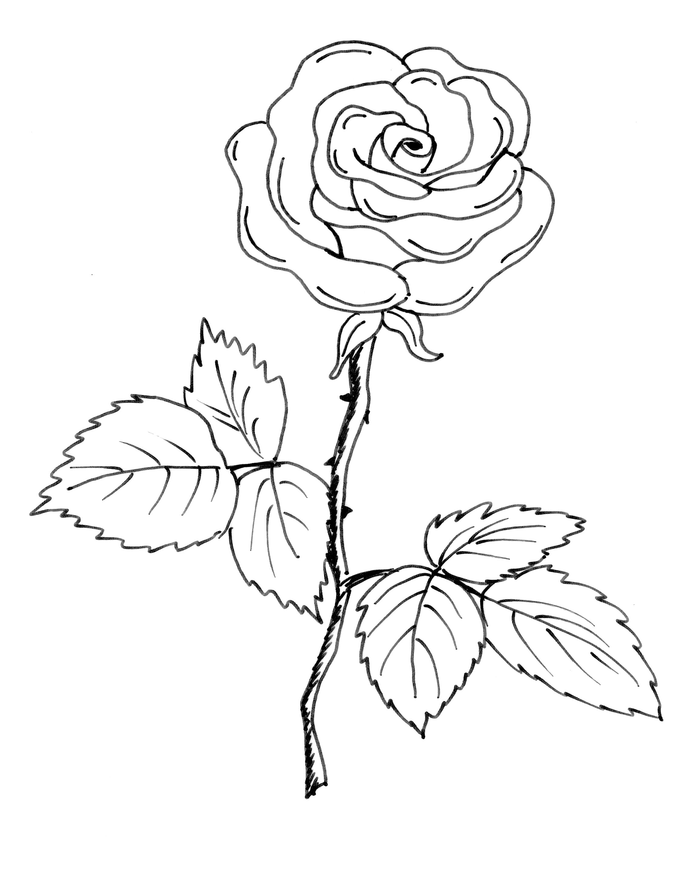 Рисунки для срисовки на лист а4. Рисунок розы для срисовки. Картинки для срисовки розы.